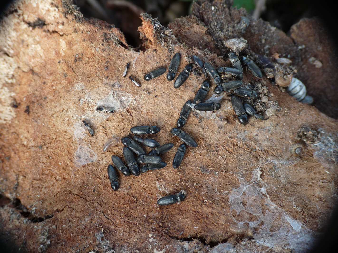Sclerodermus? No. Bethilidae di un''altra specie